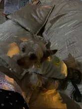 Cat Coats Jacket Dog-Costumes-Clothes Pet-Supplies Small Dogs Fleece Cartoon Autumn/winter