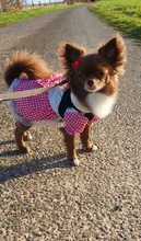 5 unids/lote Pet perro pelo Clips de lazo horquilla flor gatito cachorro aseo suministros para perro pequeño osito Chihuahua