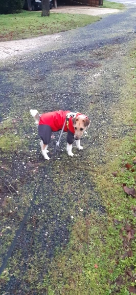 Dog Raincoat | Best Dog Raincoat | Dog Raincoat with Legs photo review