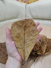 10 Uds Natural de alta calidad Terminalia Catappa hojas indio de Lour árbol hoja de oliva para agua de acuario equilibrio PH acidez