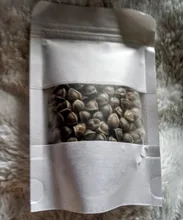 Moringa Oleifera de alta calidad