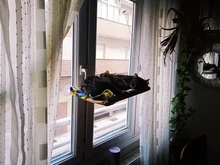 Cama que cuelga de la ventana para mascotas, 20kg, hamaca para gato y mascota, asiento tipo estante