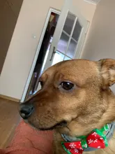 Bow-Tie Necklace Dog-Grooming-Accessories Puppy Dog-Collar Cat Christmas Adjustable Holiday