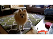 QZT-cámara IP de seguridad para el hogar, con visión nocturna Monitor de bebé, WiFi, CCTV, inalámbrica, interior, 360