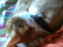 Collar de gato de terciopelo con lazo liso para cachorro, Chihuahua, con campana, hebilla de seguridad ajustable, pajarita para gatos, accesorios para mascotas