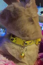 Collar de policarbonato para perros, hebillas ajustables con campana, correa para el cuello, suministros para mascotas, accesorios para perros pequeños, Chihuahua, Bulldogs, 1 unidad