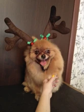 Hat Puppy-Festival-Accessories Party-Product Pet-Headband Hair-Hoop Dog Cat Cosplay Christmas