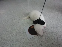 Arnés de nailon pequeño para perros, 10 colores, bonito arnés a prueba de Escape para gatos, conejos, Chihuahua y cachorros