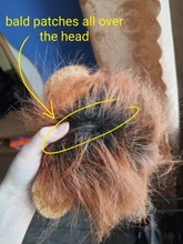 Disfraz de perro o gato Peluca de melena de León, gorro para gato, perro, ropa de Halloween y Navidad, vestido de lujo con orejas, ropa para mascotas