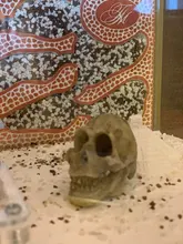 Ornament Terrarium-Decoration Simulation-Statue Skull Aquarium Fish-Tank Reptile Cave