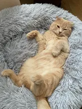 Dog-Bed Large Kennel-Sleeping-Bag Pets Cat Round Washable Plush Soft Little-Medium Long