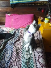 Cat-Collar Bell Pet-Product Reflective Elastic Charm Velvet-Material Safety Adjustable