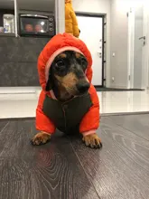 Outfit Jacket Hoodie Dog Warm Waterproof Winter Coat Splice Pet-Puppy 6-Colours 8-Sizes