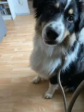 Rope-Belt Pet-Products Dog-Harness Dog-Lead-Leash Lightweight Nylon Training Walking