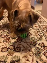 Bola de juguete interactiva para perro, Bola de goma natural con fugas, Limpieza de dientes, 5cm/7cm/11cm, nueva mascota de sandía