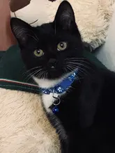 Collier-Collar para gatos con estampado de pata, correa de nailon ajustable para el cuello, para gatos