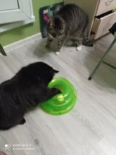 3 Levels Pet Cat Toy Funny Tower Tracks Disc Cat Tracks Toys Training Intelligence Amusement