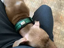 Pet-Id-Tags Dog-Collar-Accessories Dog-Nameplate-Tags Engraved Custom Personalized Small Dogs