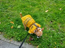 S-XL de ropa para perros chubasqueros con capucha, tira reflectante, abrigo de lluvia para perros, chaquetas impermeables, ropa transpirable para exteriores para cachorros