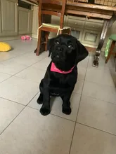 Pañuelo para perro y gato, Collar para cachorro, ajustable, pañuelo para lazo pañuelo para el cuello, Collar para perro para perros pequeños, producto para mascotas
