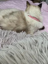 Necklaces-Accessories Collar Puppy-Products Chat Kitten Kota Small Traumdeutung for Pet-Dog