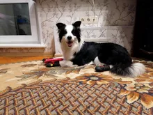 Shoes Reflector Dog-Boots Dogs-Paws Truelove Small Outdoor Large Footwear Pet-Dog Pu