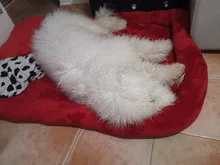 Dog-Beds Cage Lounger Pet-House-Cushion Dogs-Mat Bench-Medium Golden Retriever Large