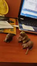 Action-Figure Animal-Model Wolverine Forest-Wild Beaver One-Piece Anteater Badger Simulation
