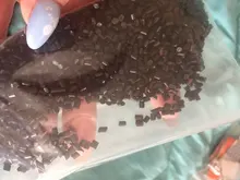 100% de cola queratina italiana, grano de alta pureza, adherencia fuerte, Negro transparente, marrón, 30G, oferta al por mayor