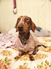 UFBemo Knitted Cable Dog Sweater Dachshund Cat Pull Chien Teckel Clothes Christmas Winter