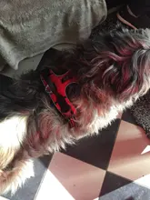 Truelove Front Nylon Dog Harness No Pull Vest Soft Adjustable Safety Harness For Dog