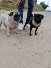 Cute Printed Chihuahua French Bulldog Harness Adjustable Puppy Cat Harness Pet Small