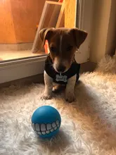 Puppy-Toys Dog-Toy Pet-Supplies Rubber Funny Tooth Soft 1pc Pawstrip Diameter-7cm Colorful-Ball