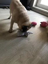 2019 New Pet Squeaky Funny Dogs Animal Shape Toys Gift Set Large Rabbit Honking for Dogs