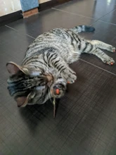 Hierba gatera Natural, juguete para gatos, pasta dental Molar, rama de limpieza de dientes, palillos de gato para aperitivo, 10/15/20/25/50 uds.