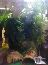 Simulation Green Hanging Leaves for Aquarium Fish Tank Reptile Feeder Box Decor
