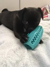 Juguetes de perro ventosa de silicona para perros de compañía Tug interactivo bola juguetes para mascotas masticar morder los dientes cepillo de limpieza de los perros Juguetes