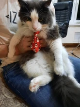 Puppy-Toy Necktie Grooming Dog Cat Adjustable Cute Bow-Tie Printed Cartoon