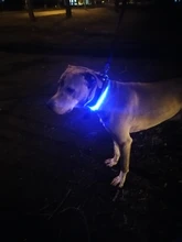 Dog-Collar Flashing Pet-Dog Glowing Night-Safety Rechargeable Luminous LED Usb