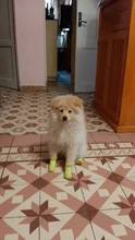 Rain-Shoes Boots Husky Puppy Pets Dog Chihuahua Large Waterproof Anti-Slip Small 