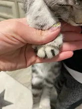 Tapas coloridas para uñas de gato, 20 unids/lote con pegamento adhesivo gratis, talla XS S M LGift para mascotas