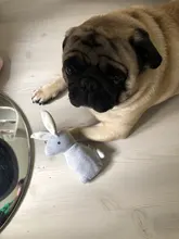 2019 New Pet Squeaky Funny Dogs Animal Shape Toys Gift Set Large Rabbit Honking for Dogs