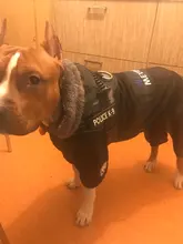 Dog-Coat Winter HOOPET for Dogs Clothing Warm Christmas Big