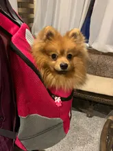 Backpack Carrier-Bag Travel Portable Pet-Dog Outdoor Double-Shoulder Mesh Venxuis New-Out