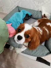 Latex Toy Dog-Chew-Toys Pet-Training-Products Molar Sound Squeak Funny Pig-Grunting Cute