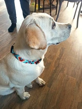 Collar de identificación de perro personalizado, nailon, placa de etiqueta grabado gratis para perros pequeños, medianos y grandes, Pitbull