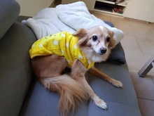 Jacket Outfits Dog Coat Pug-Costume Small Dogs Soft Chihuahua Cartoon Fleece Winter Warm