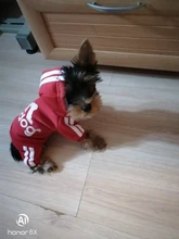 Costume Pet-Jumpsuit Puppy-Outfit Dogs French Bulldog Chihuahua Medium Pug-Pets Small