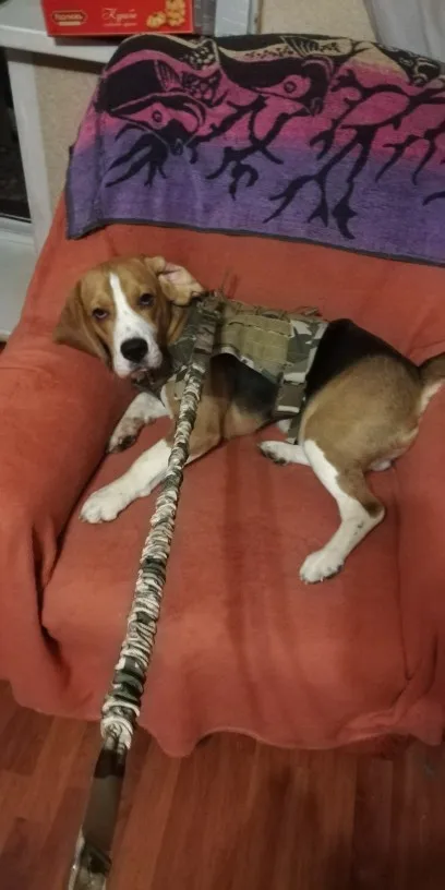MEGA Tactical Dog Harness | Tactical Dog Vest | Military Dog Harnes photo review