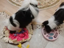 Feeder Toys Dispensing Dog Puppy Dog-Puzzle Training-Games Slow Interactive Small IQ